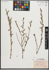 Foto von Salix purpurea L.